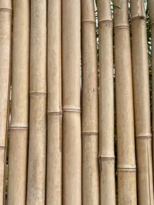 bamboo